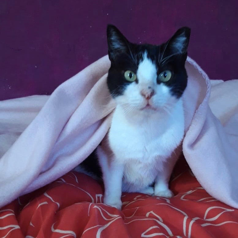 Jahres-Patenschaft für Katze Lizzy