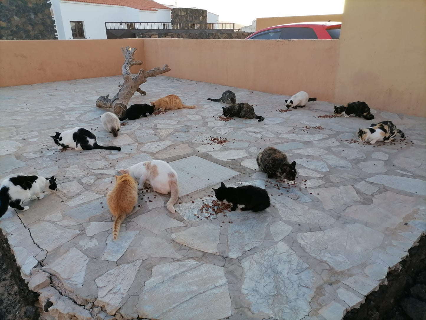 Werde Streunerhelfer für Katzen auf Fuerteventura