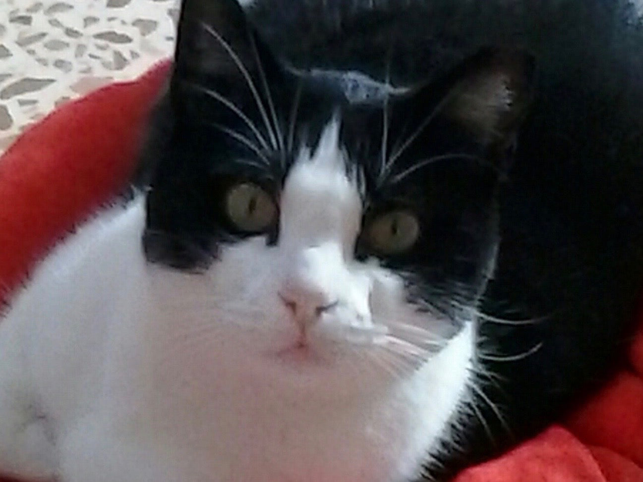 Jahres-Patenschaft für Katze Lizzy