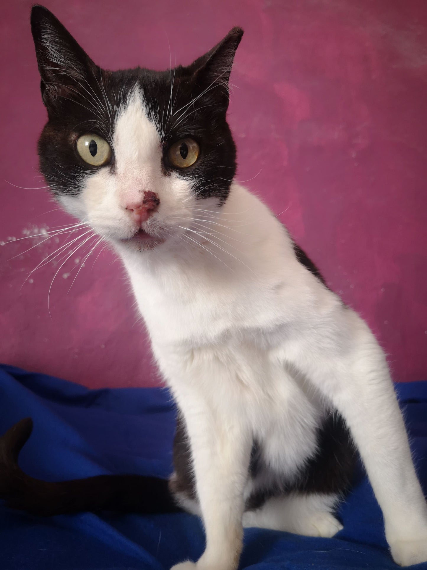 Jahres-Patenschaft für Katze Lizzy