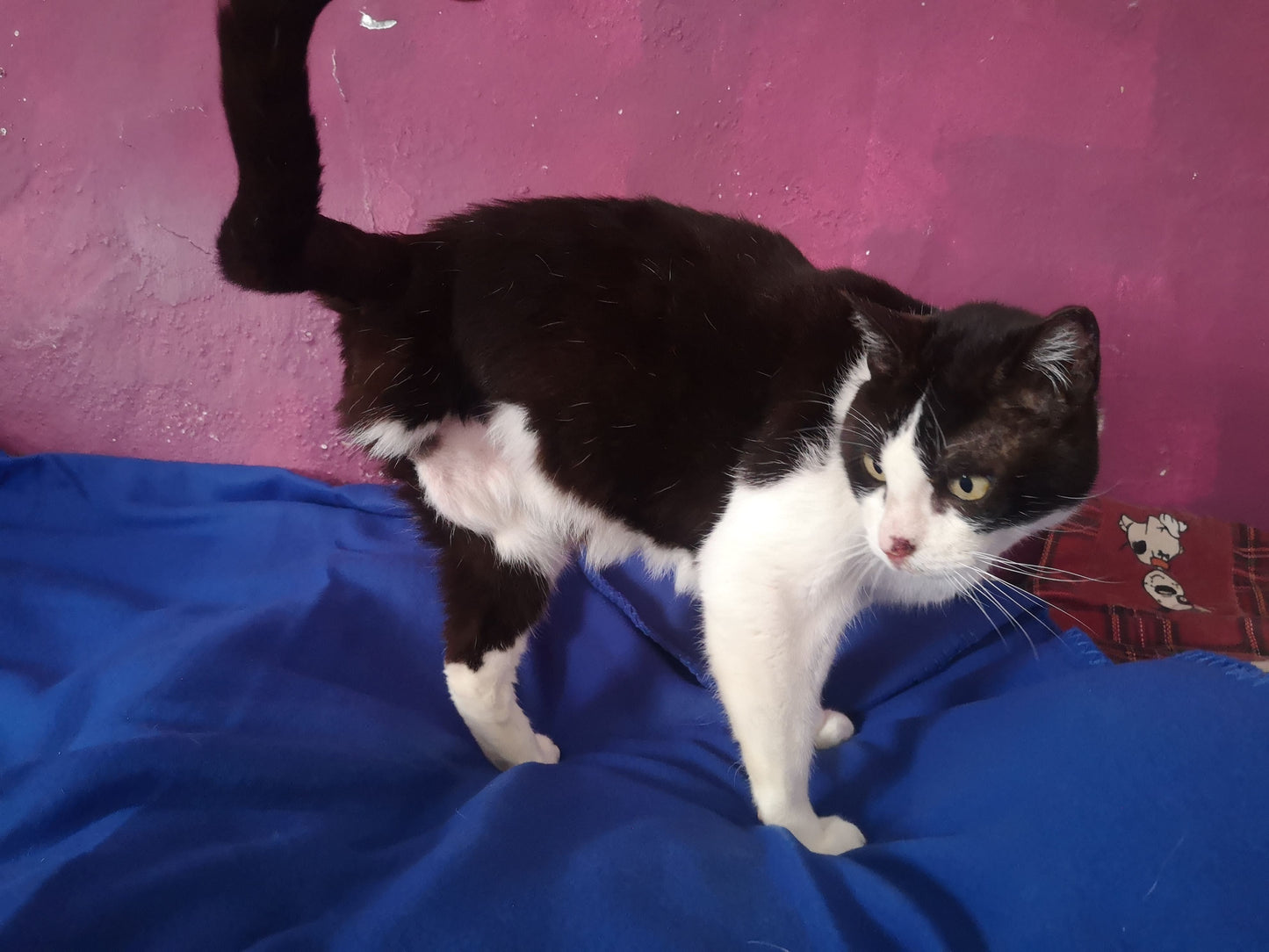 Jahres-Patenschaft für Katze Lizzy