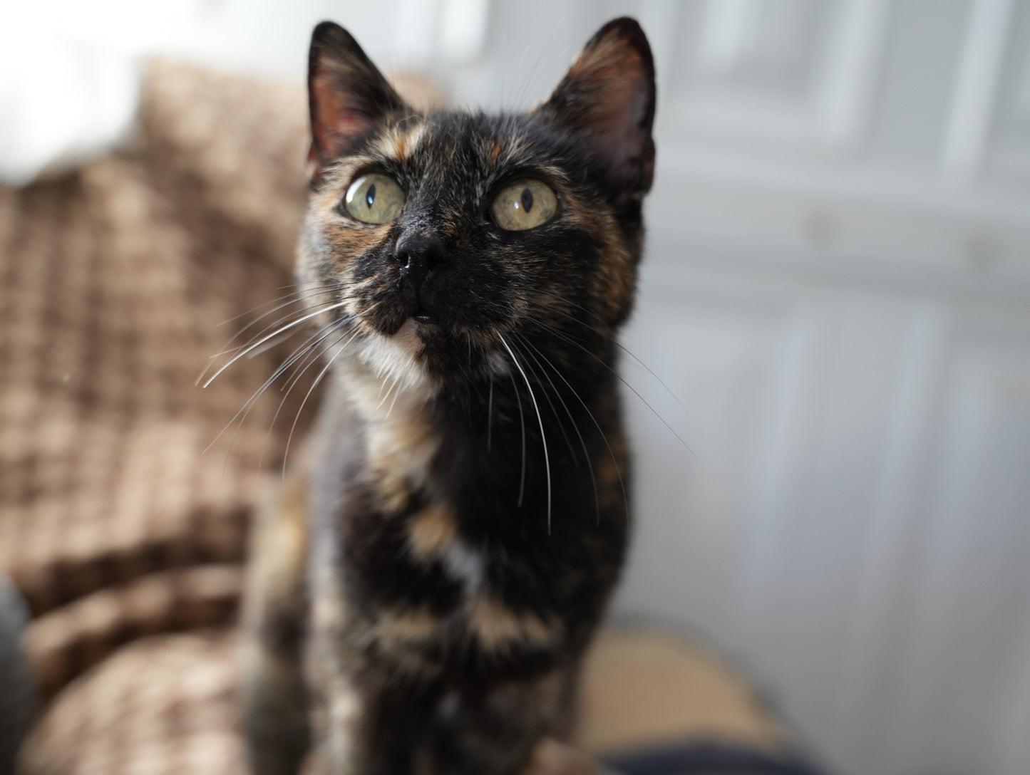 Jahres-Patenschaft für CANDY-Fuerteventura