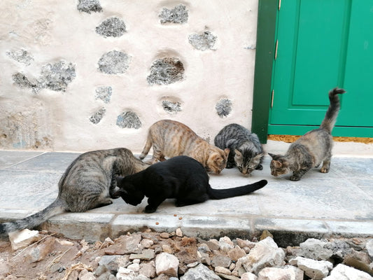 Futter für unsere Katzen auf Fuerteventura