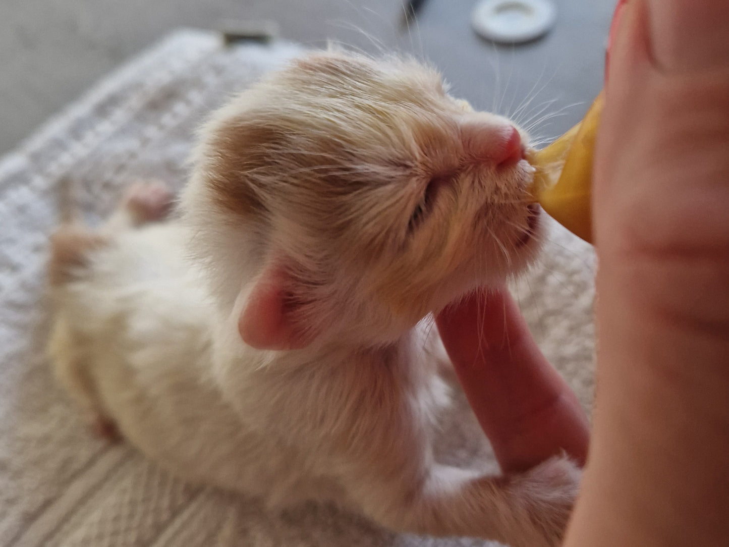 Werde Lebensretter für hilfsbedürftige Katzenkinder in Deutschland