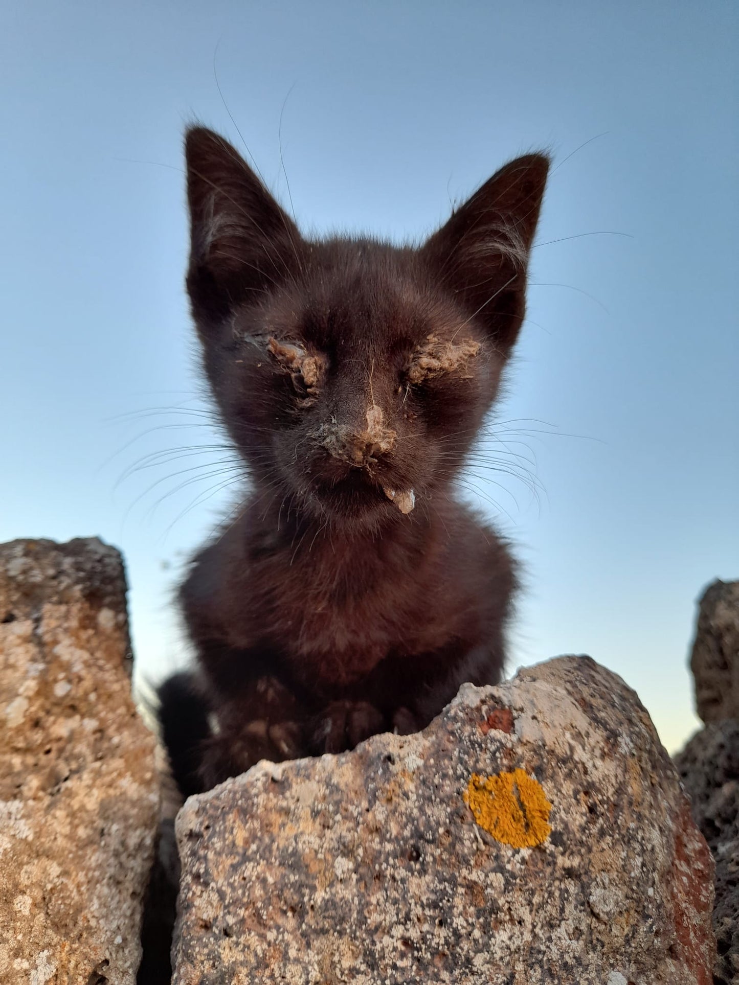 Futter für unsere Katzen auf Fuerteventura